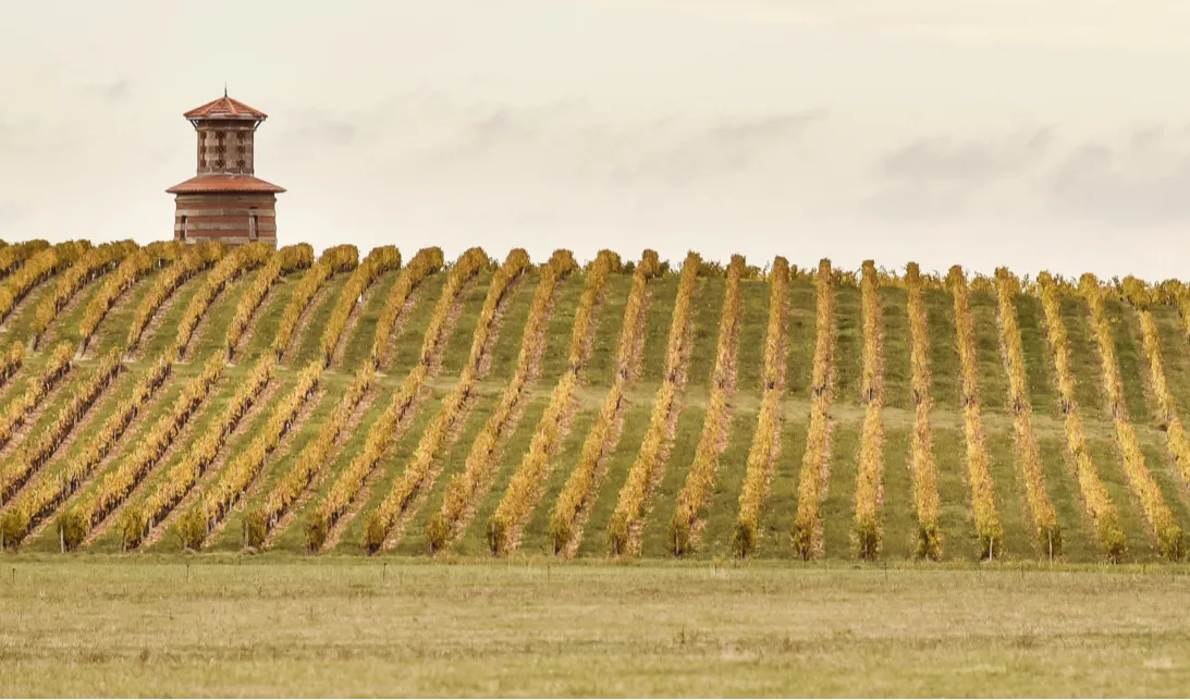 Rows of vineyard vines stretching across a hillside beneath a small tower, with autumn-coloured foliage under a cloudy sky.