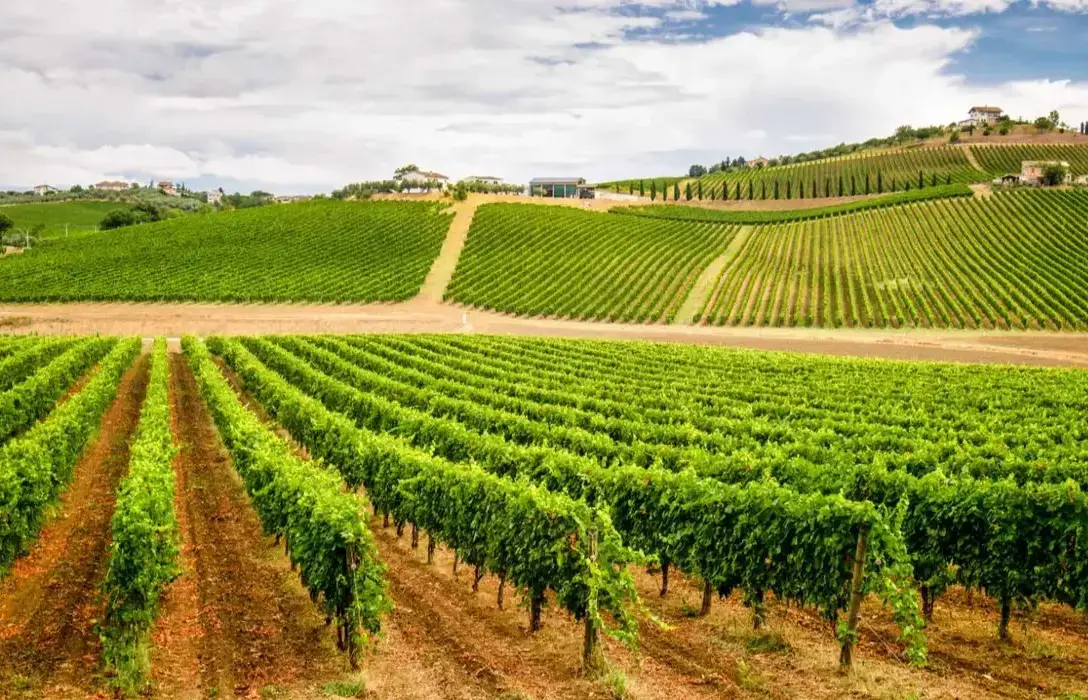 Guide to italian wine regions