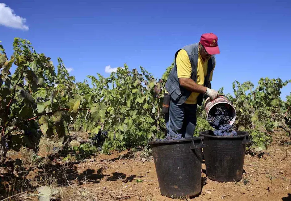 What is a wine vintage?