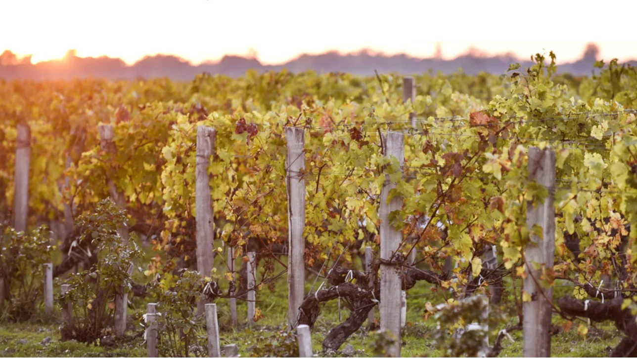 Rows of grapevines with autumn leaves glowing in warm evening sunlight across a vineyard.