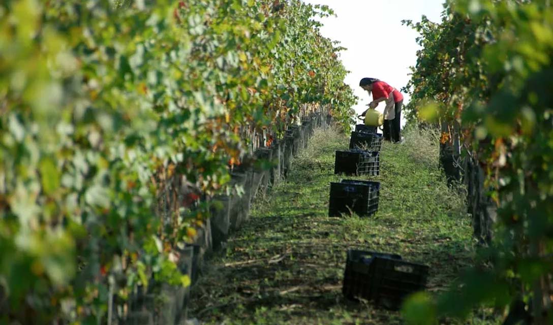 Sulphites in wine