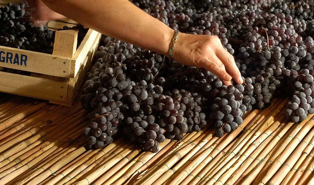 Tips from the Tasting Room: The Charm of Valpolicella Ripasso