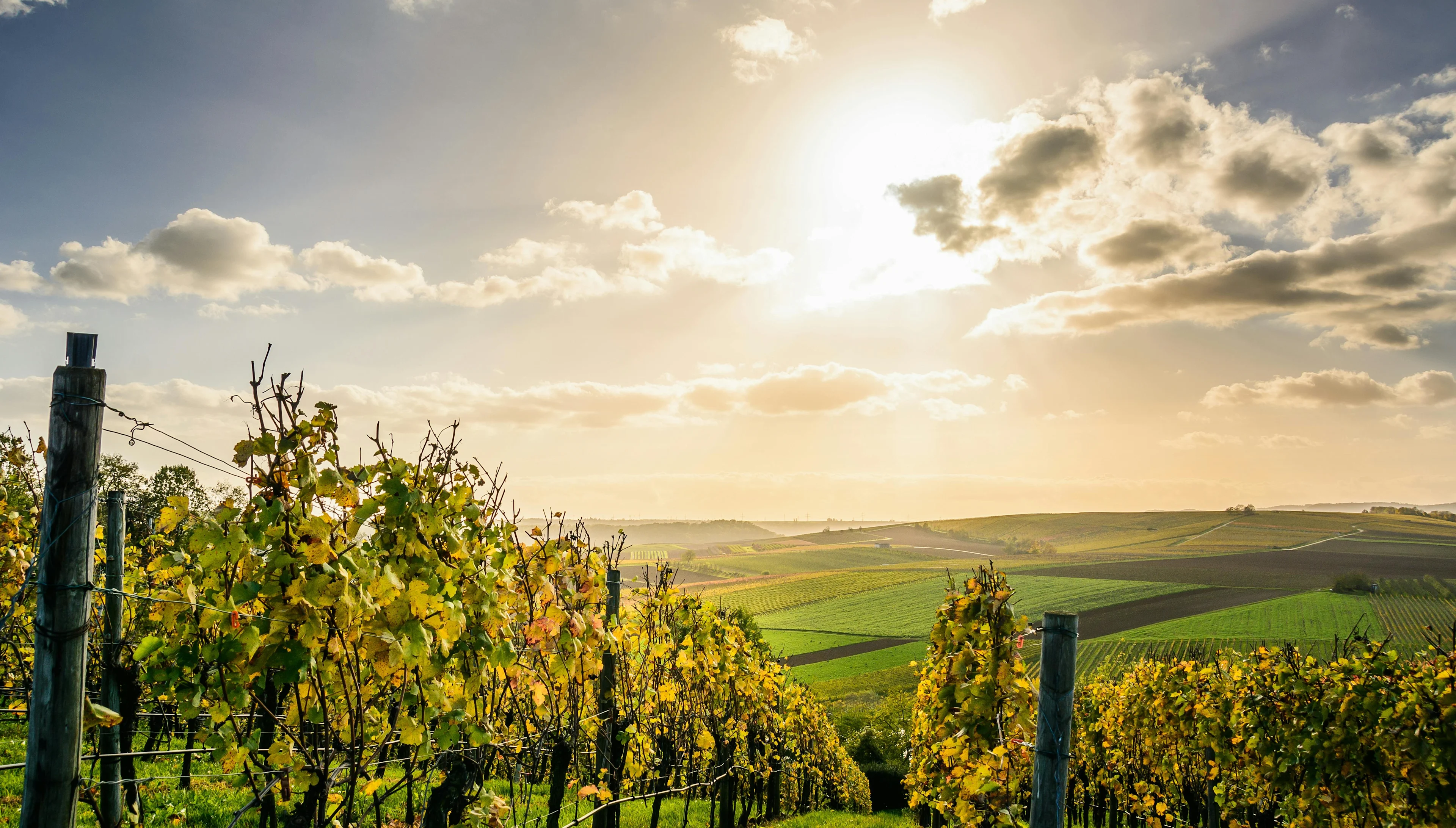 Sunlit vineyard rows with golden leaves stretching across rolling hills under a partly cloudy sky.