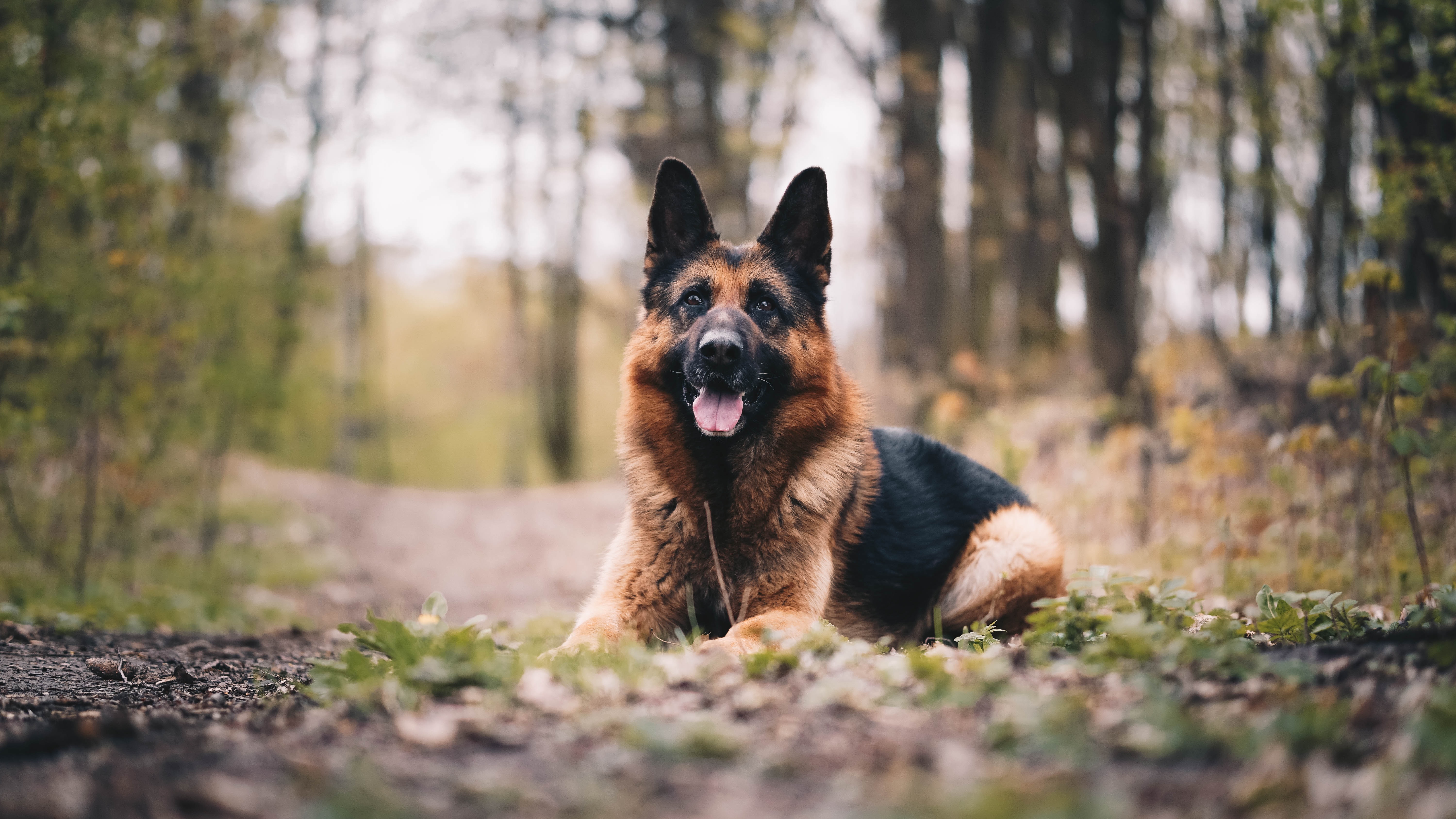 which dog is better for home security