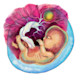 Week 11 of pregnancy.  The Placenta nourishes and sustains your baby, providing oxygen, nutrients, and filtering toxins out for your baby.  The yellow ball is the yolk sac which you can see when the fetus is very small.