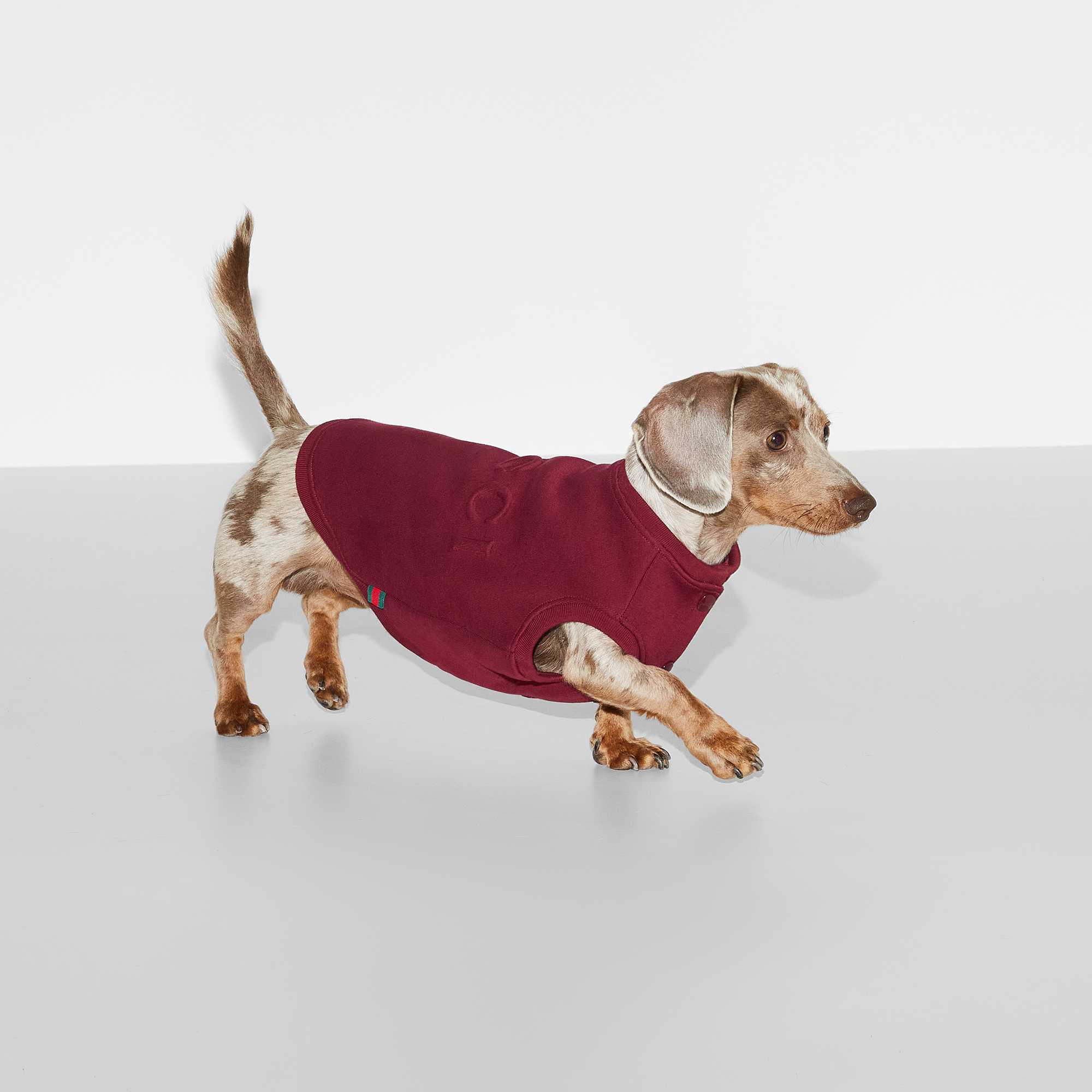Dachshund with burgundy Gucci shirt