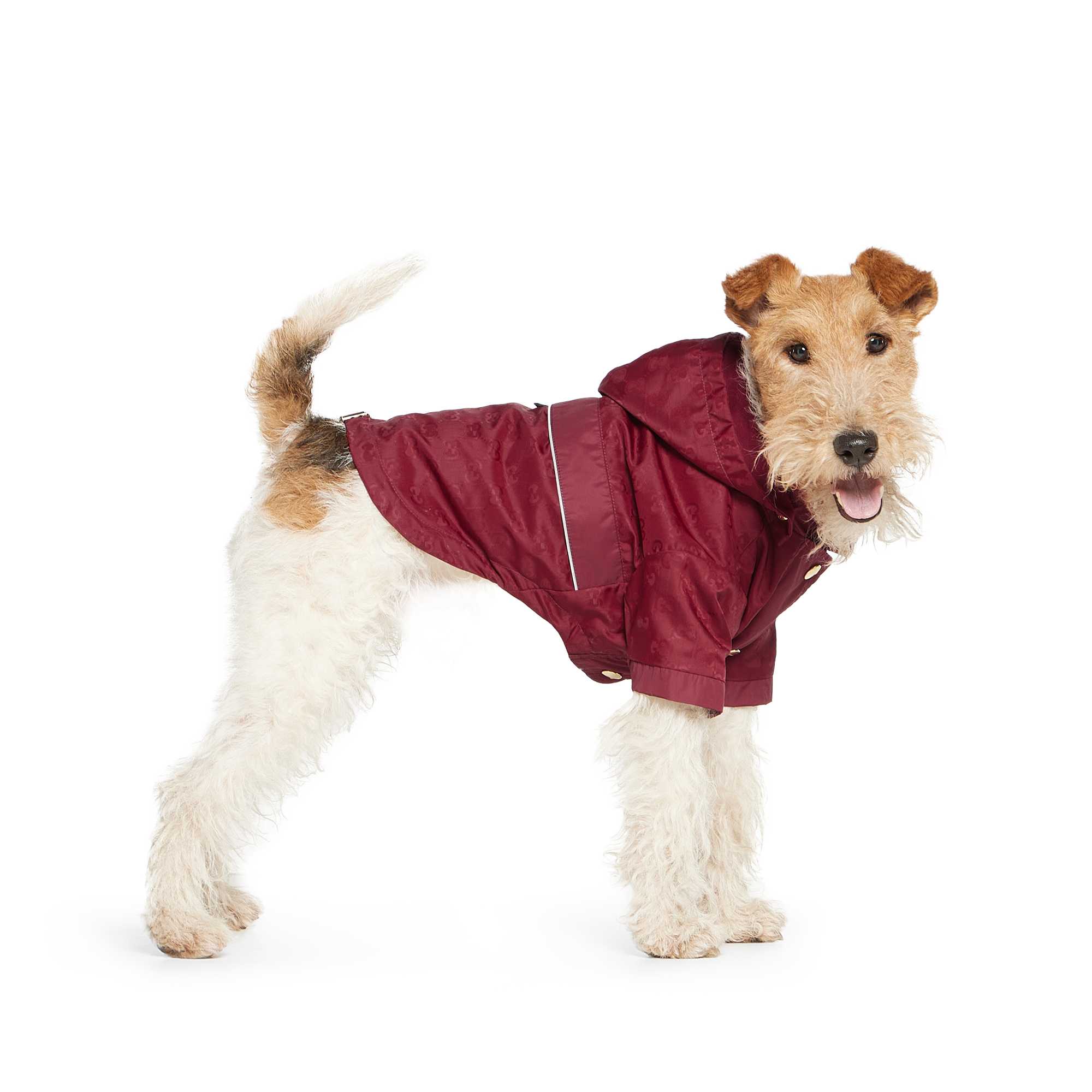 Dog wearing burgundy Gucci raincoat