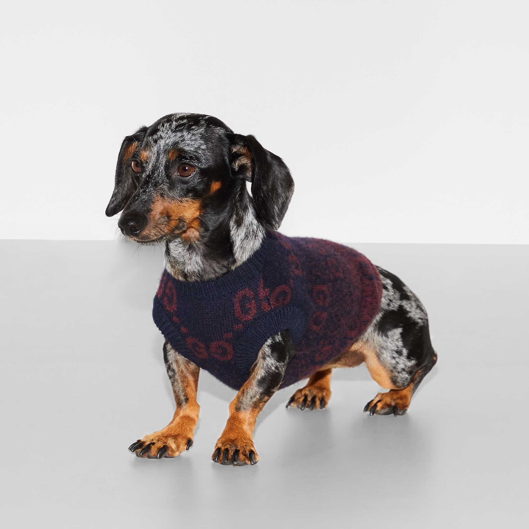 Gucci Pets