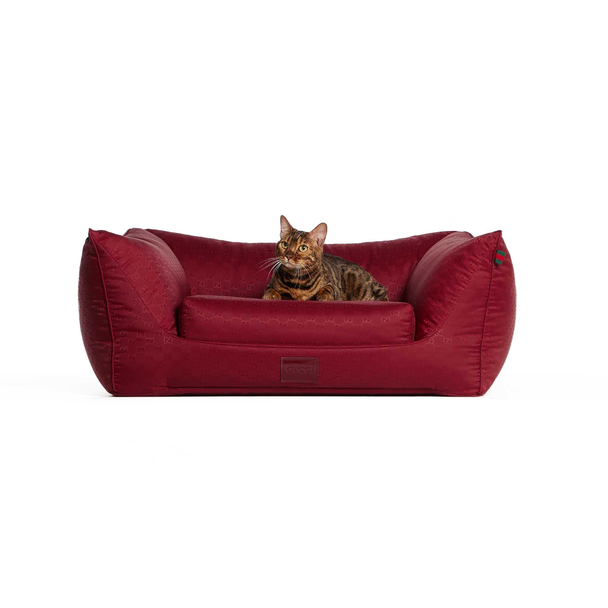 Cat on burgundy GG pet bed