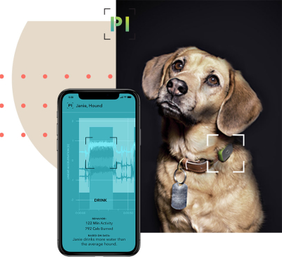 Dog next to the Pet Insight smartphone app.