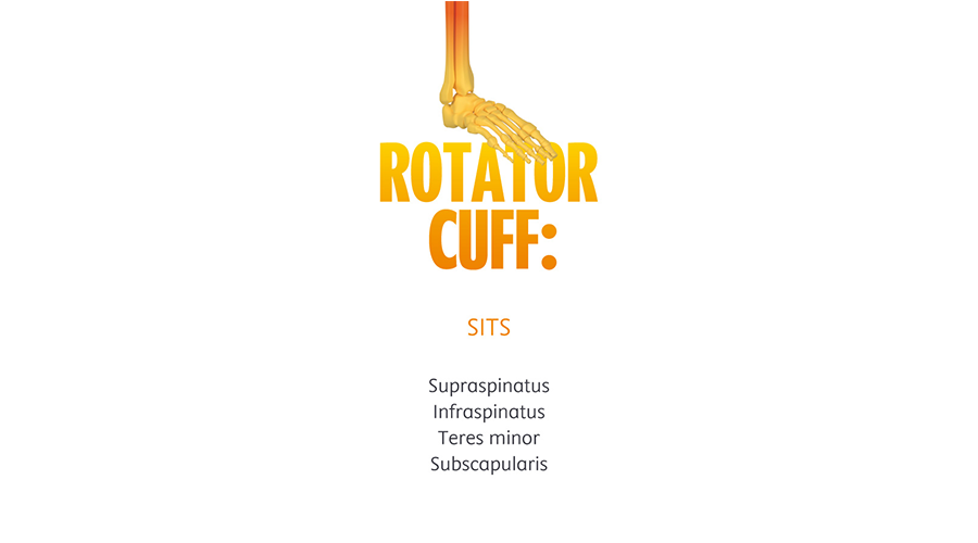 Rotator cuff
