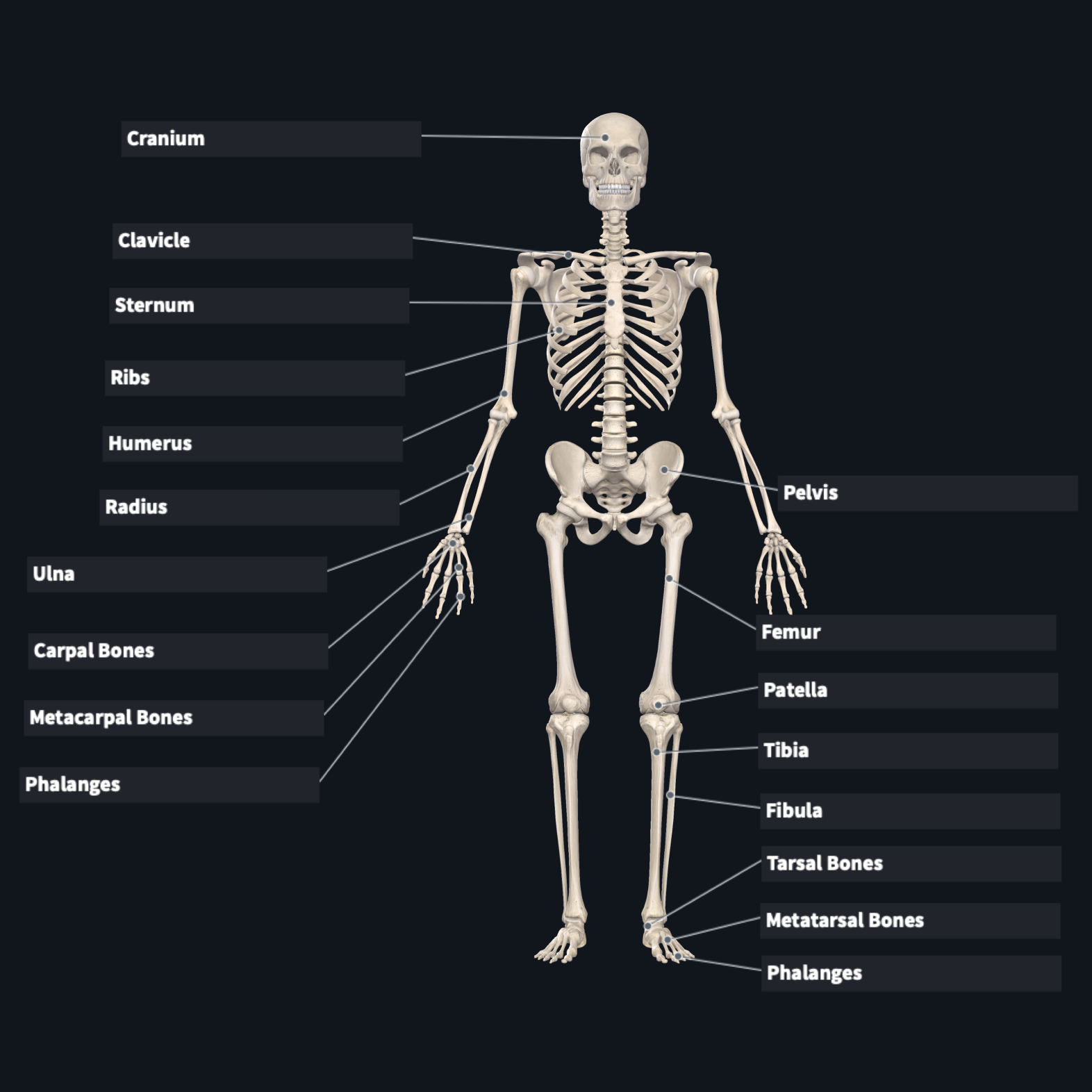 skeletal system femur