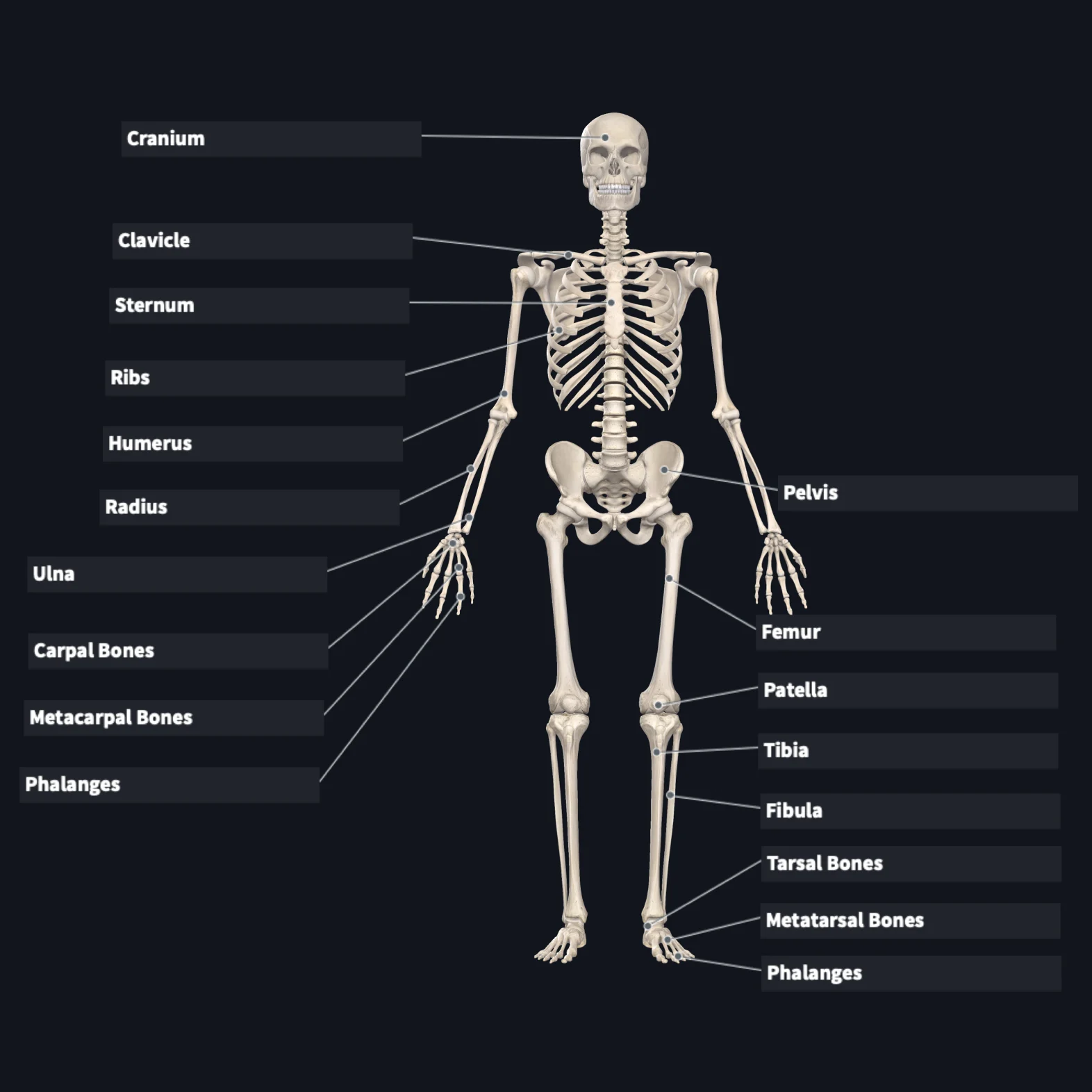 Flashcard: Skeleton anterior view (squared)