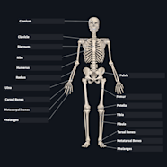 The Skeletal System Diagram Labeled The Skeletal System