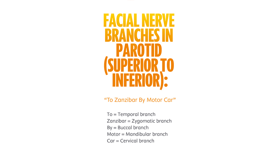 Facial Nerve Branches