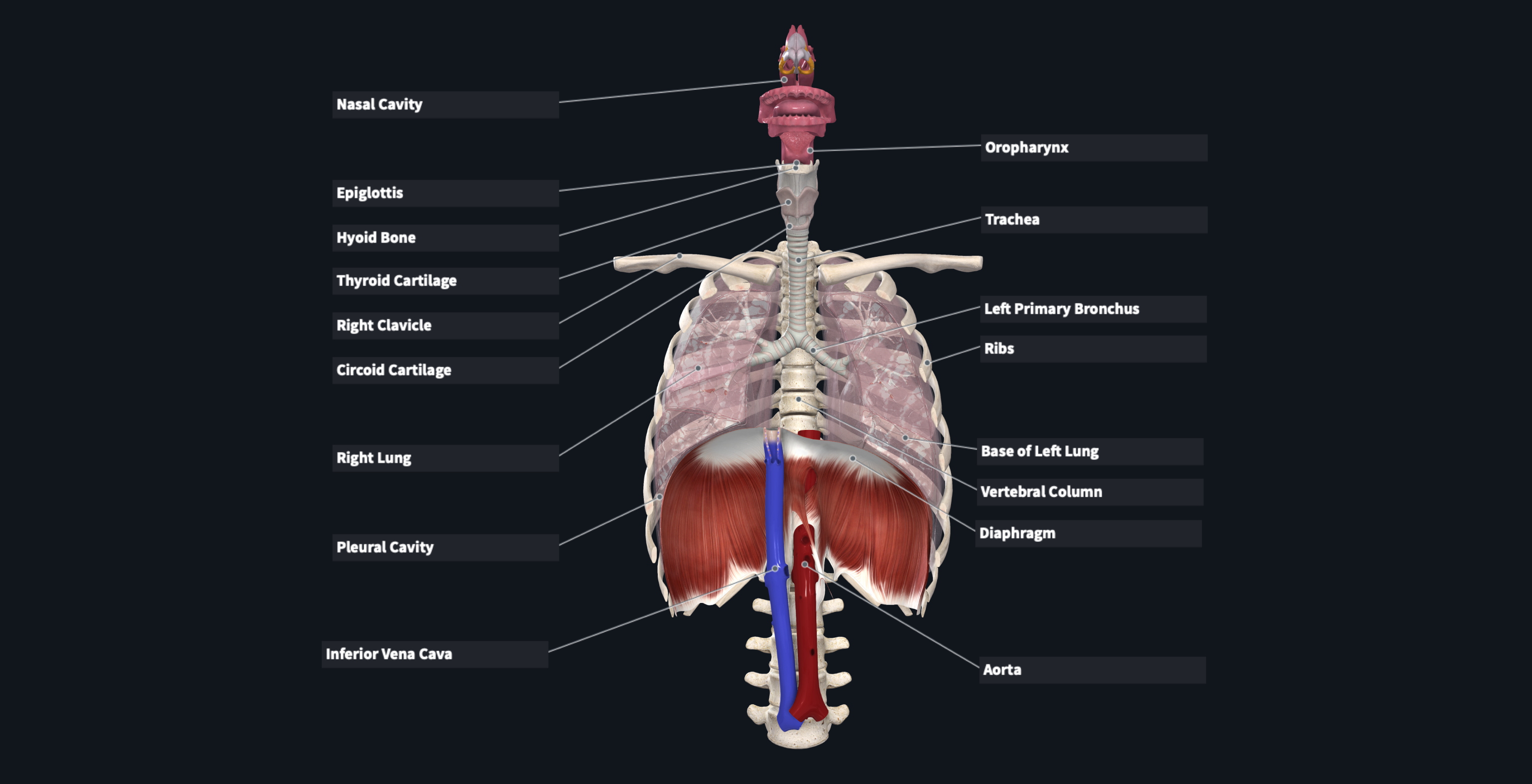 Study Anatomy with flashcards: chest