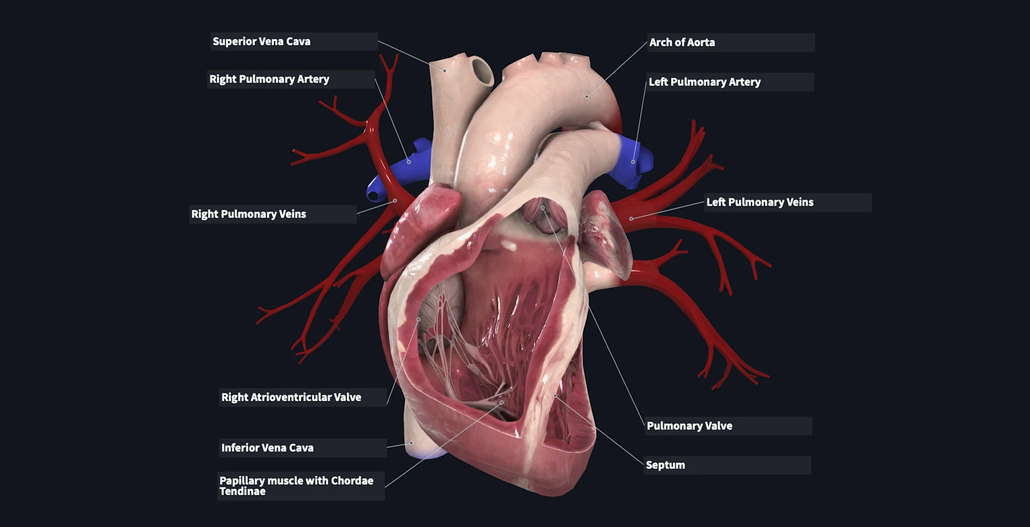Flashcard Circulatory System (1)