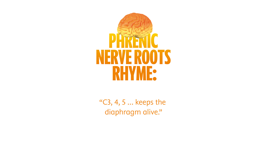 Phrenic Nerve Roots