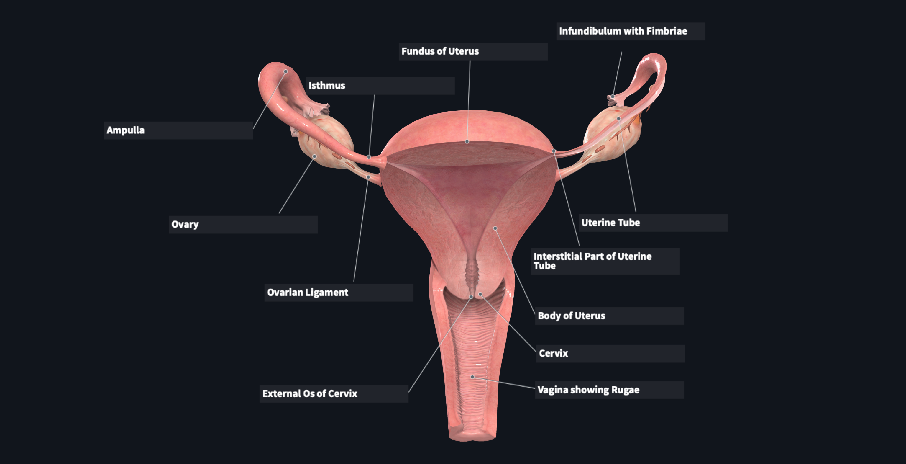human body reproductive system