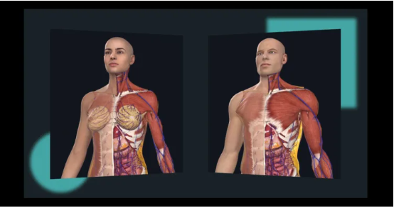3D female anatomy model