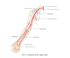 Introduction to the Upper Limb 