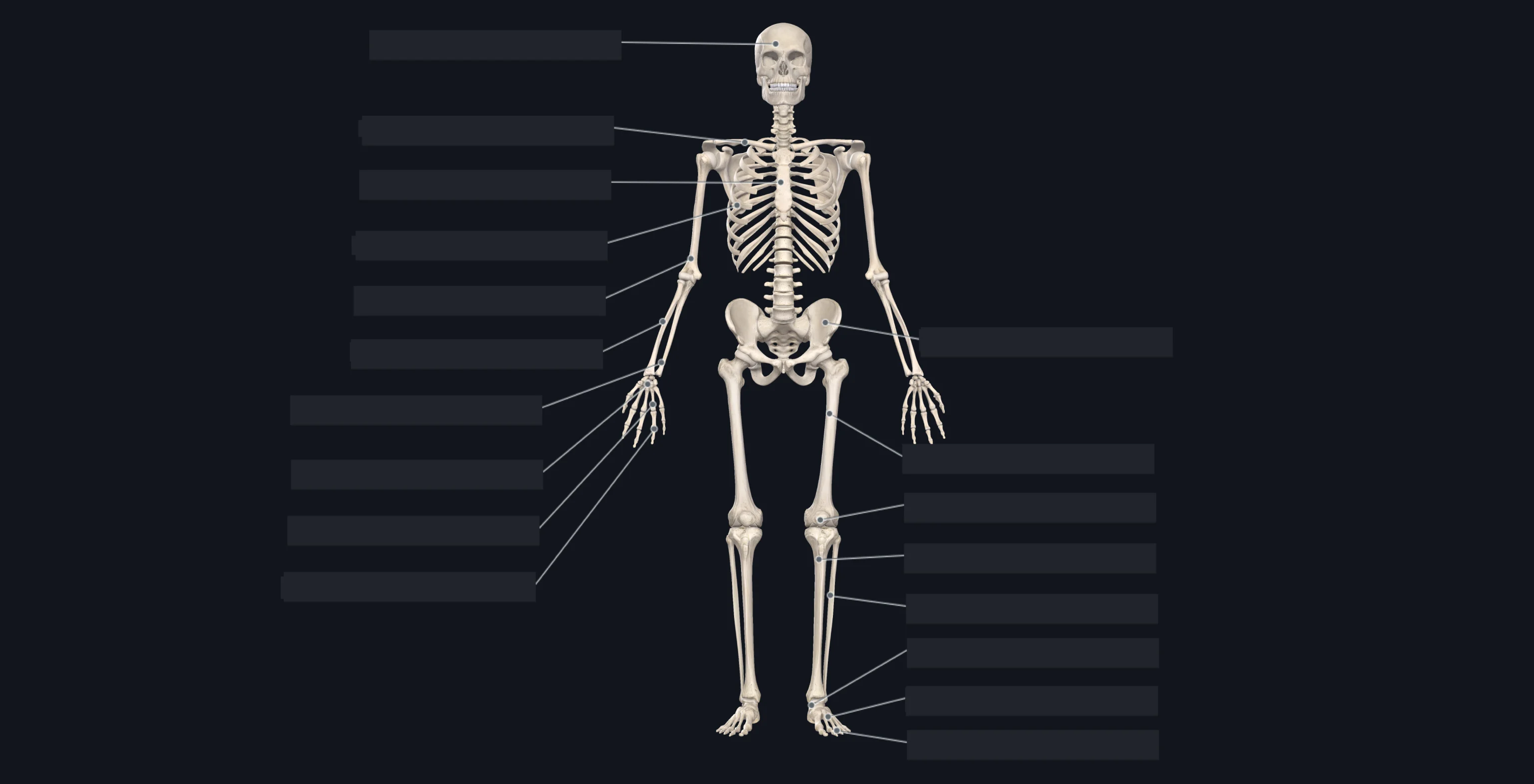 Flashcard: Skeleton anterior view without labels.