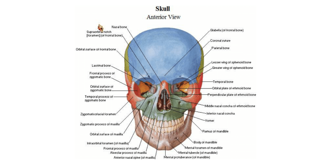 netter interactive atlas of human anatomy pdf