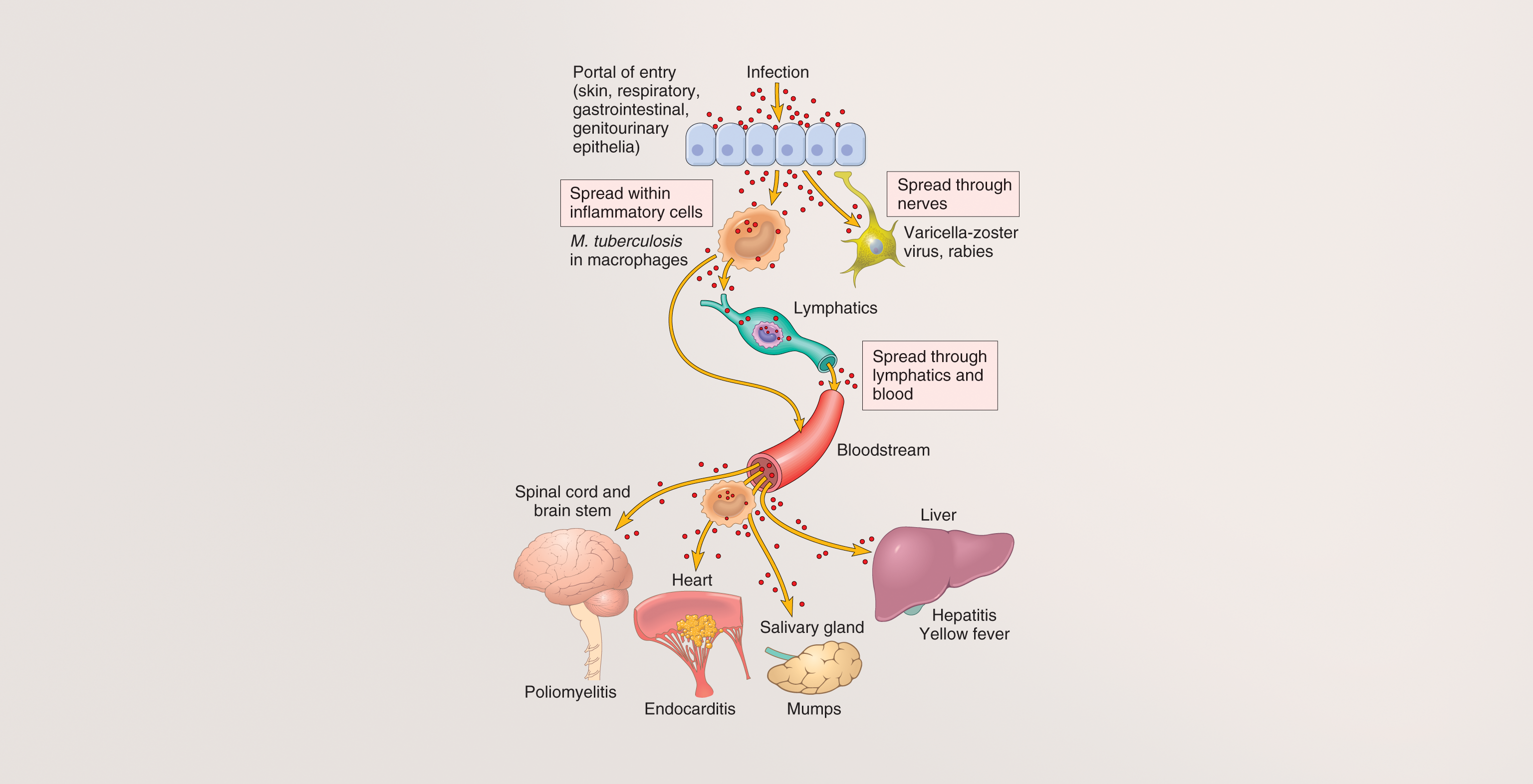 Book spotlight: Robbins Basic Pathology