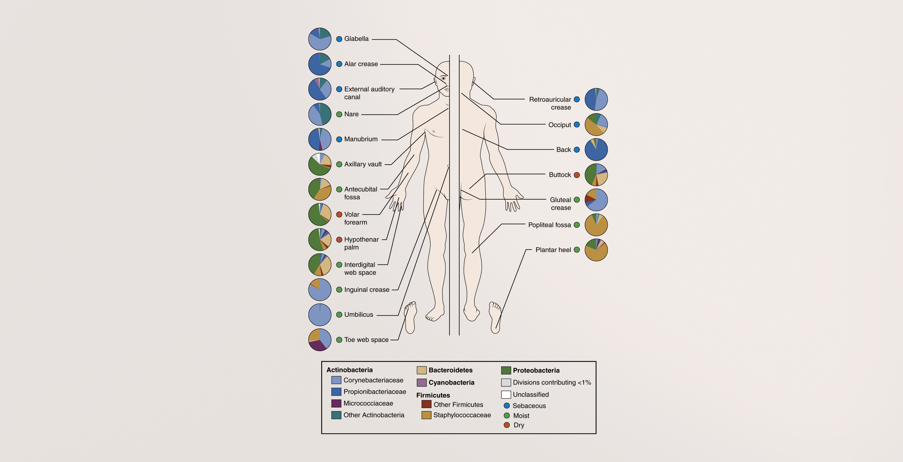 microbiome graphic
