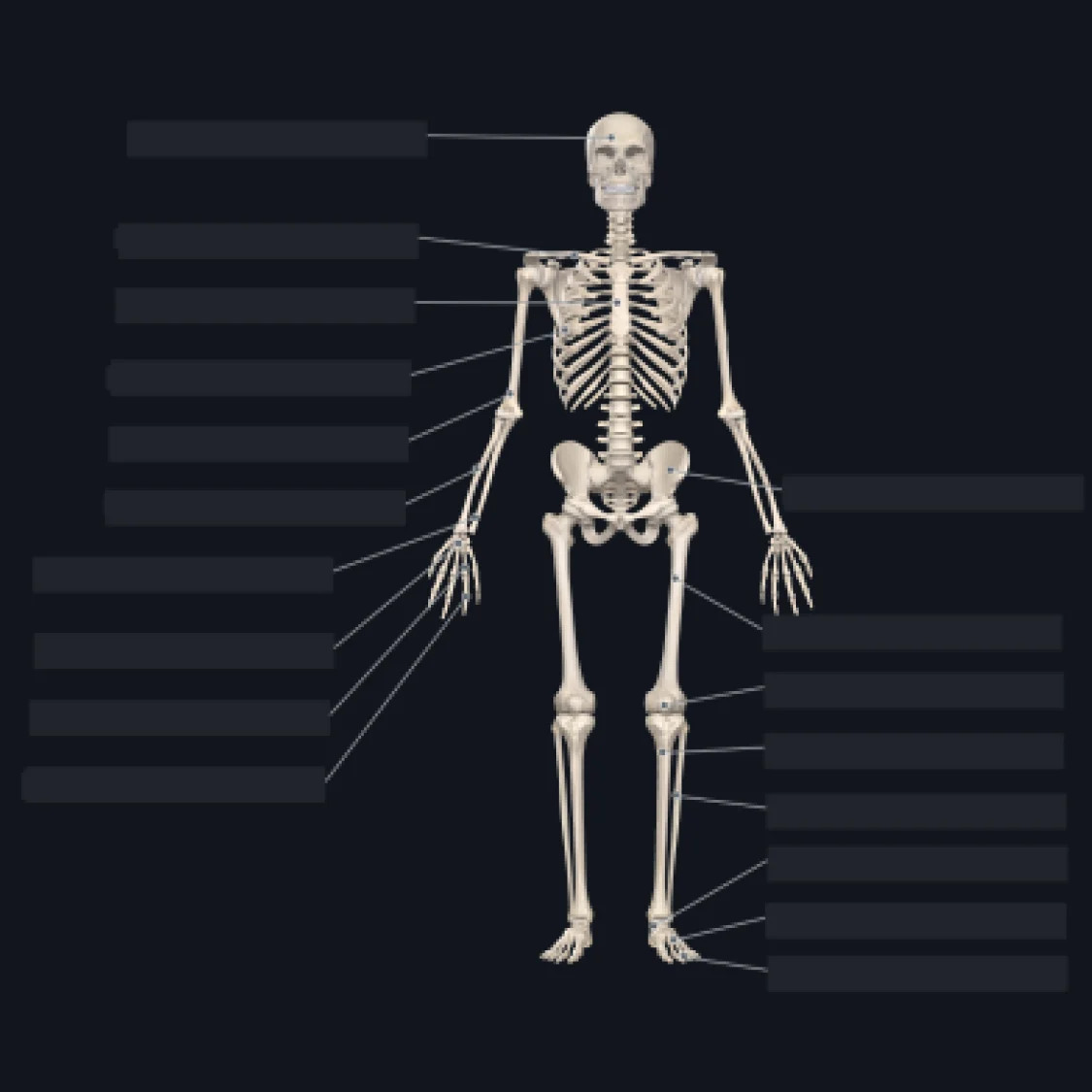 Flashcard: Skeleton anterior view without labels. (squared)