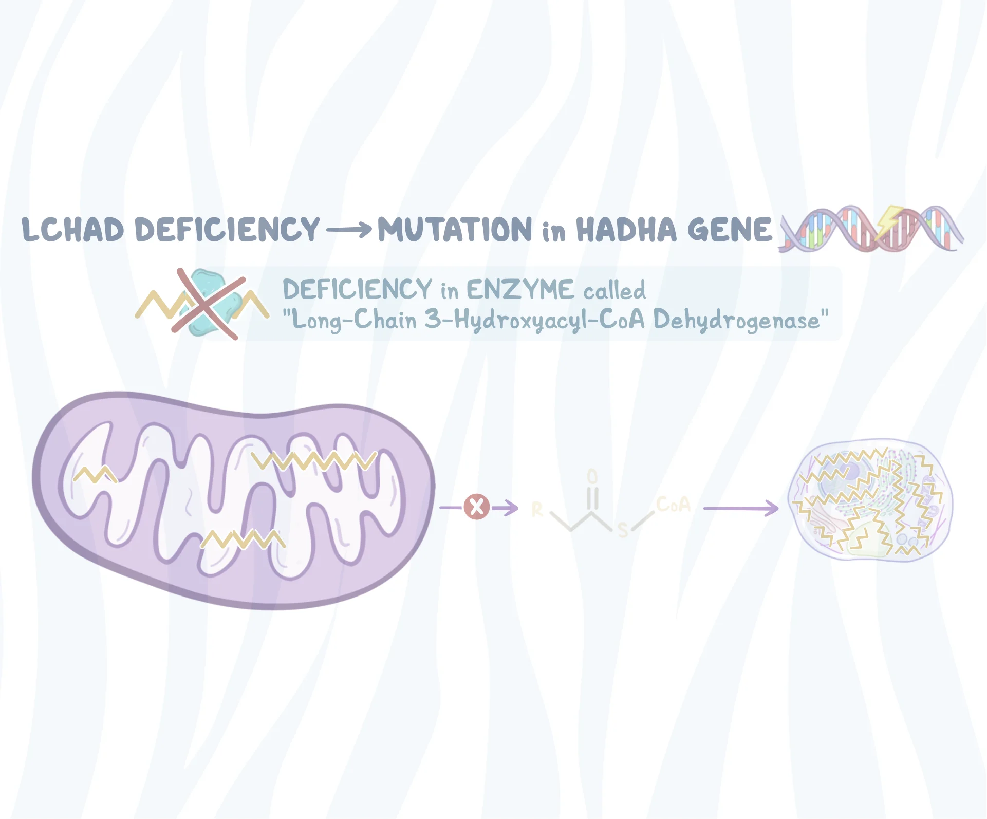 zebra_Long-Chain 3-Hydroxyacyl-CoA Dehydrogenase Deficiency video poster image