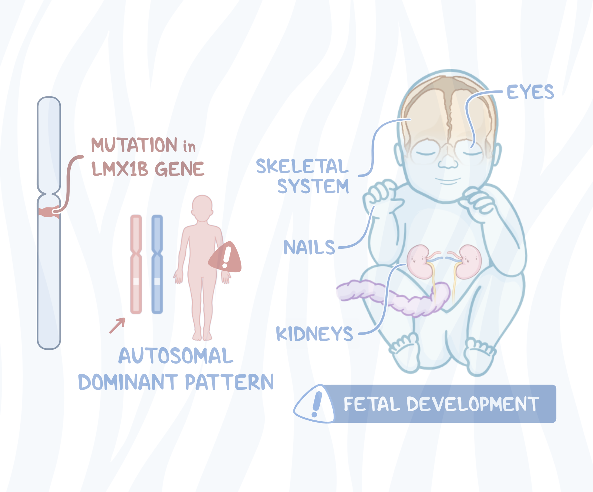 PDF] NAIL PATELLA SYNDROME WITH TOE NAIL DYSPLASIA- A RARE CASE REPORT |  Semantic Scholar