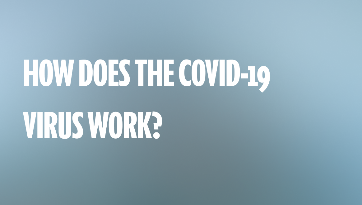 How does the COVID-19 virus work?