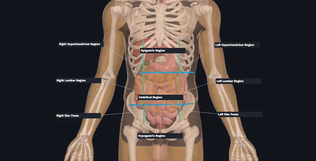 Flashcard Surface anatomy main surface anatomical regions of the abdomen