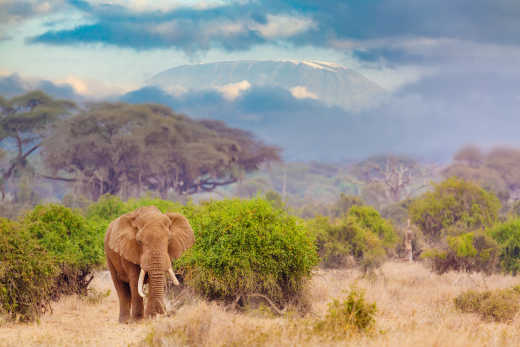 Éléphant devant le Kilimandjaro dans le parc national du Kilimandjaro, en Tanzanie.