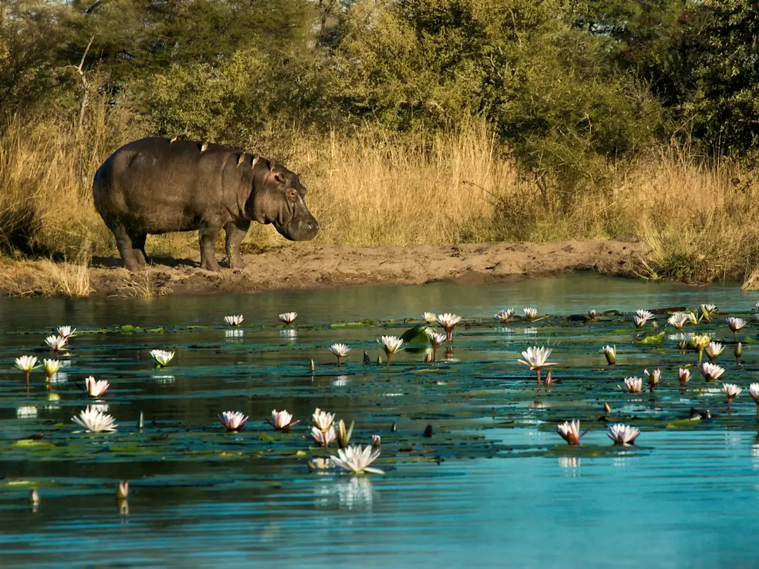 Flusspferd am Ufer mit Seerosen im Vordergrund. Mahango Nationalpark, Okavango, Namibia.