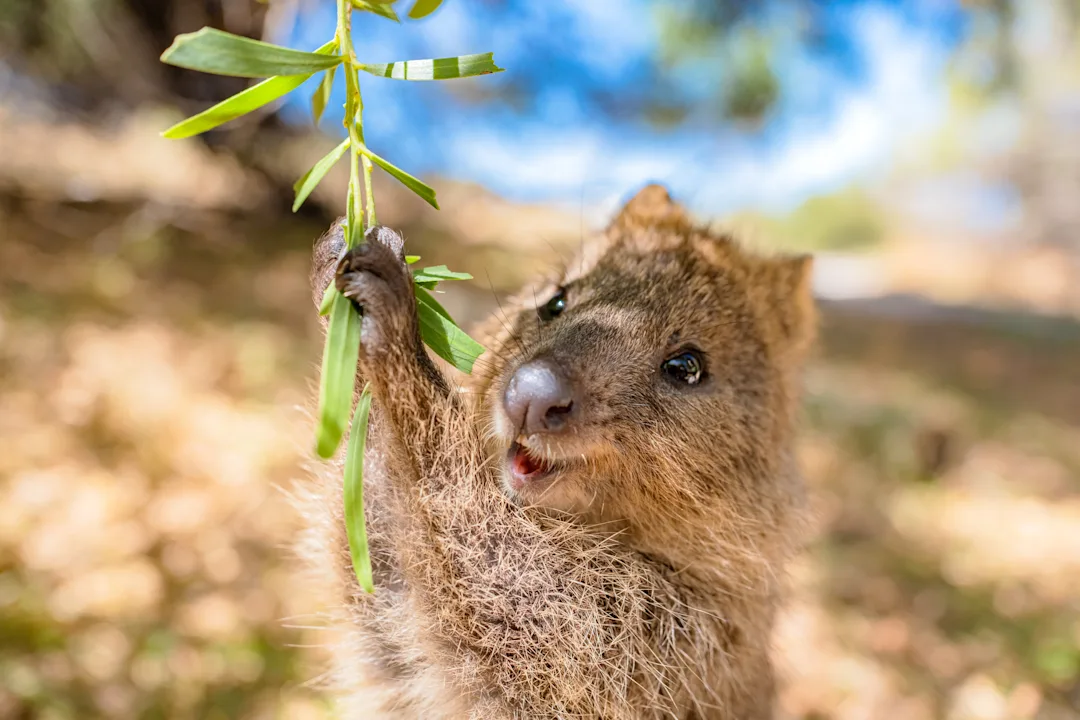 Road trip sur la côte ouest de l'Australie