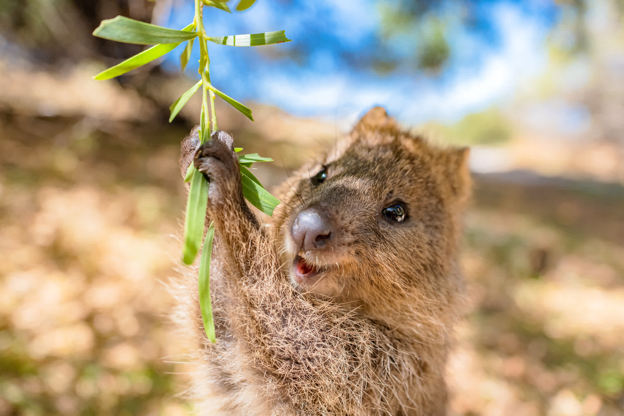 Quokka genießt eine Schaukel, Rottnest Island, Perth, Australien

