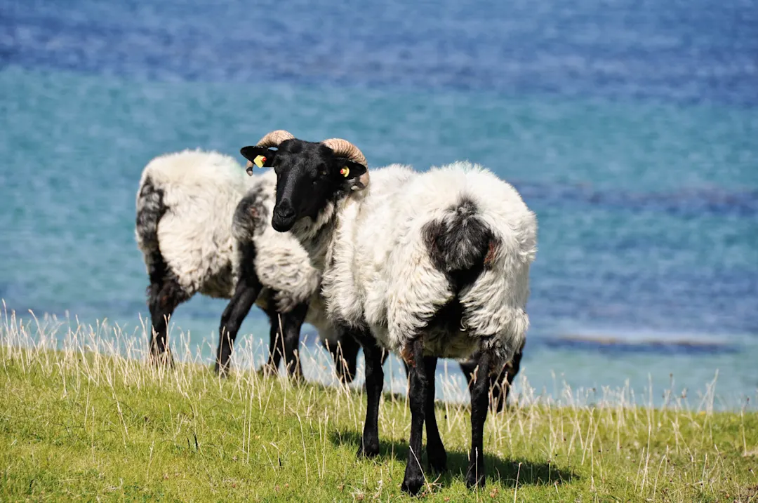Schafherde Mannin Bay (Irland)