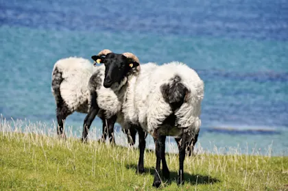 L'Irlande en famille - Image 1