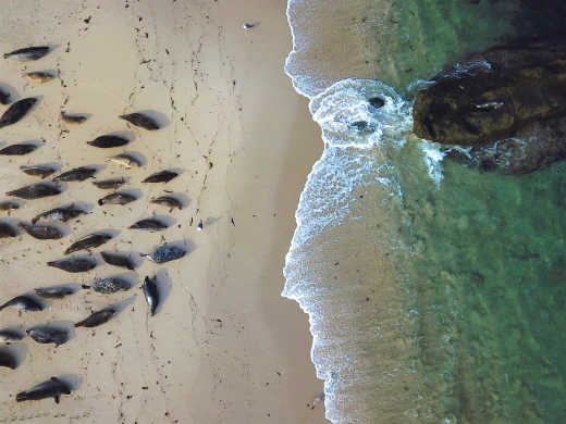 Groupement de lions de mer depuis une vue aérienne de la côte de La Jolla Cove, à San Diego, Californie