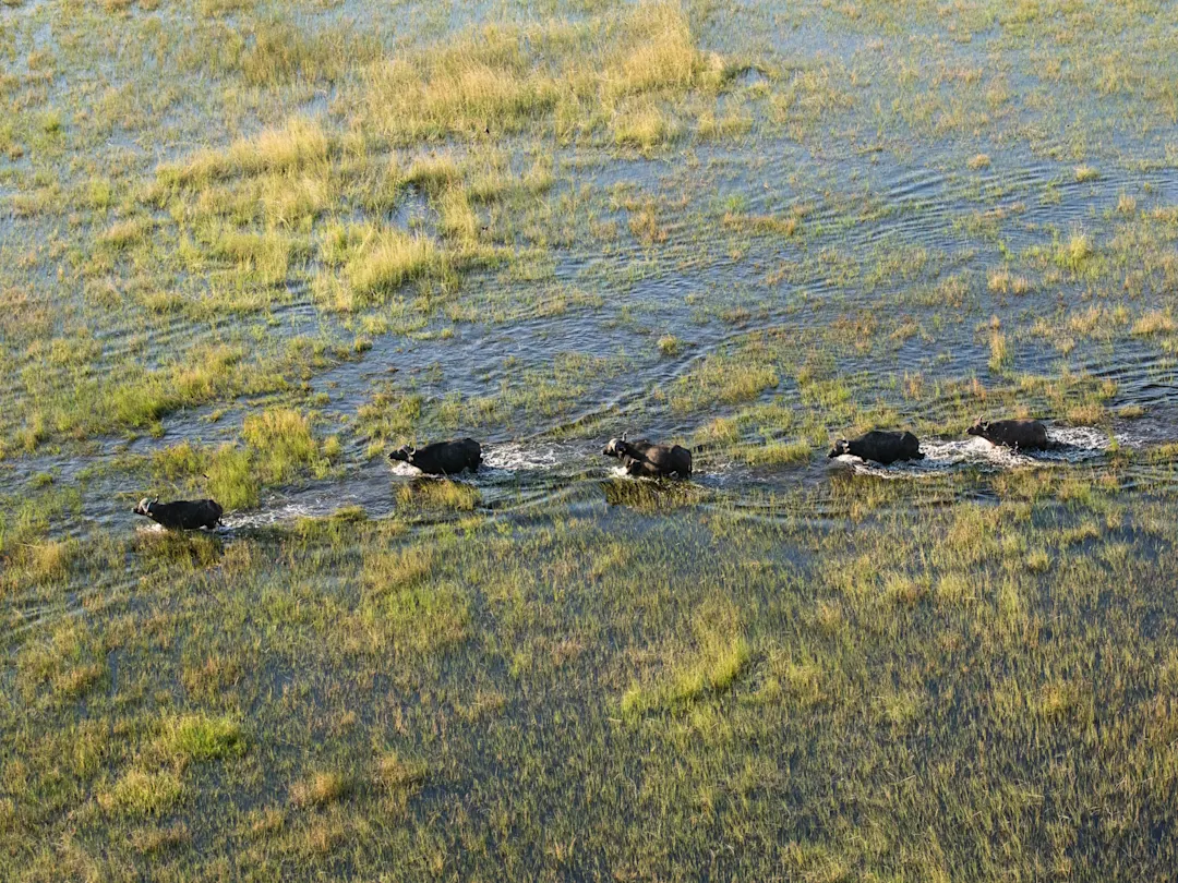 Büffelherde überquert eine mit Wasser geflutete Savanne, Botswana.