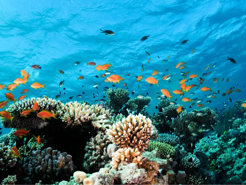 Rarotonga, Cook Insel Bunt gefärbte Fische schwimmen über einem Korallenriff. Rarotonga, Cook Insel