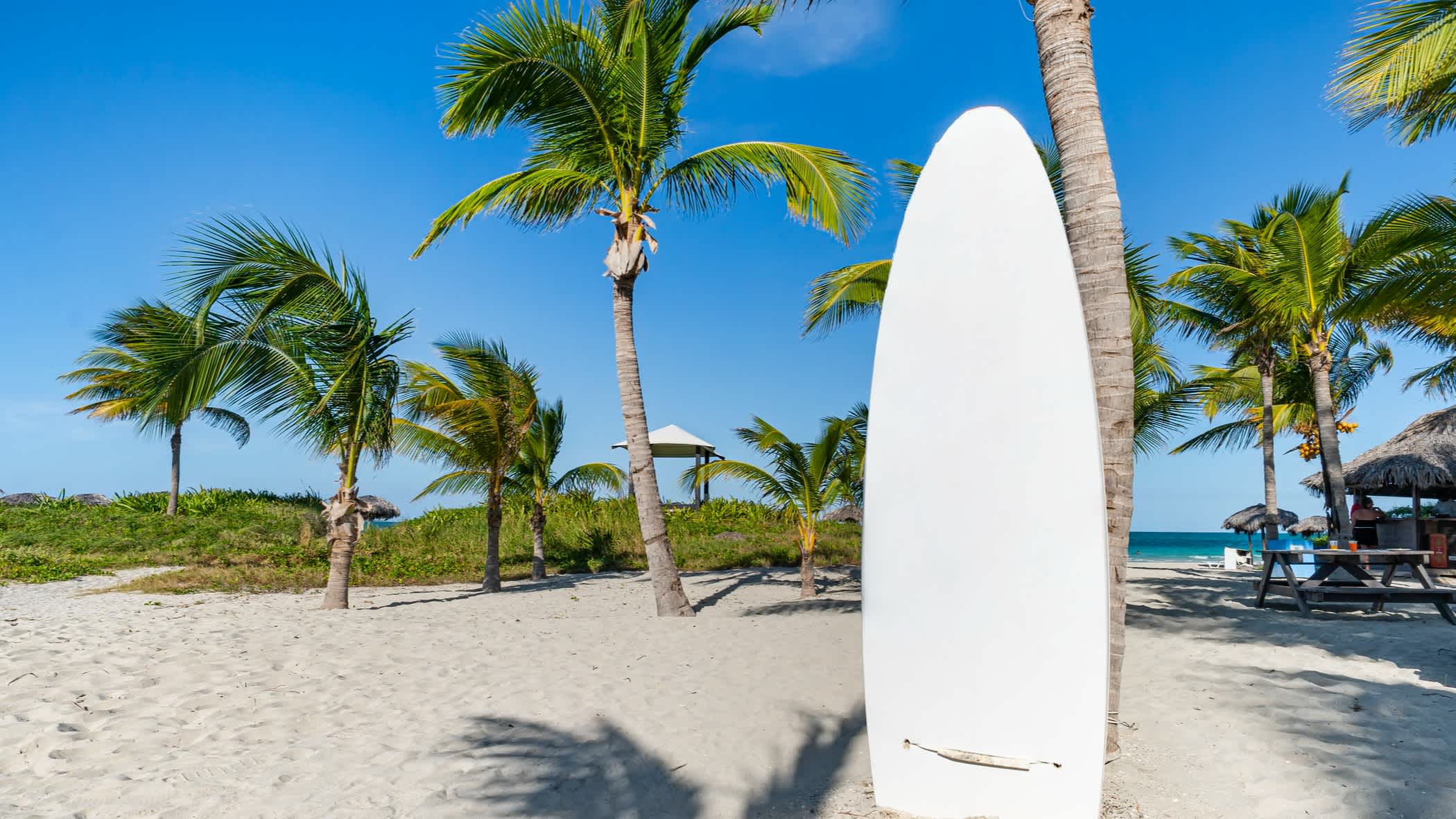 Planche de surf devant des palmiers