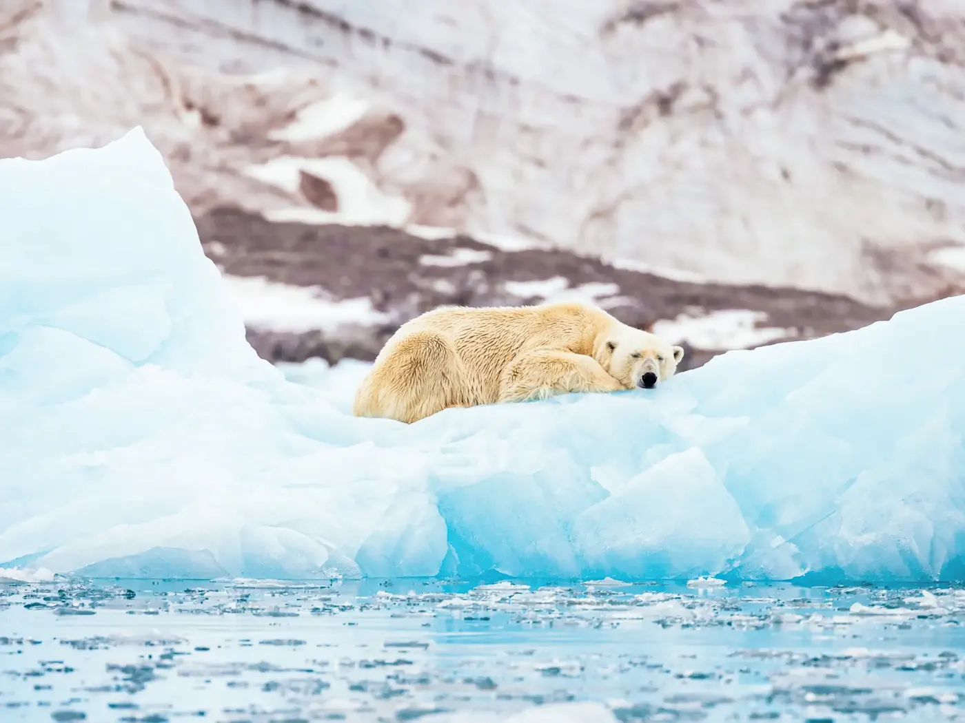 Eisbär ruht auf einer schmelzenden Eisscholle im arktischen Meer. Spitzbergen, Svalbard, Norwegen.