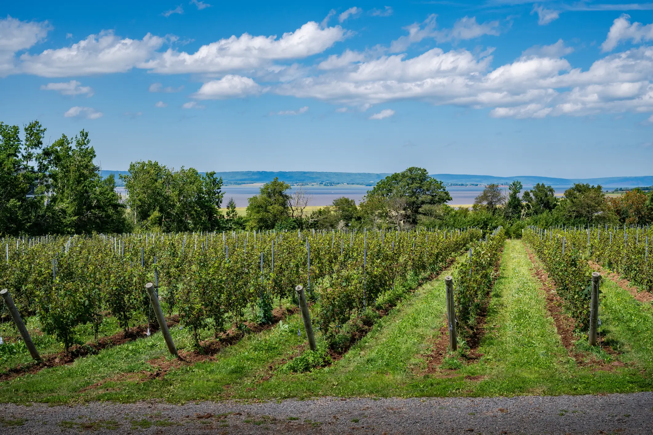 Wunderschöne Weinberge, Feld mit saftig grünen Weinreben, Nova Scotia, Kanada

