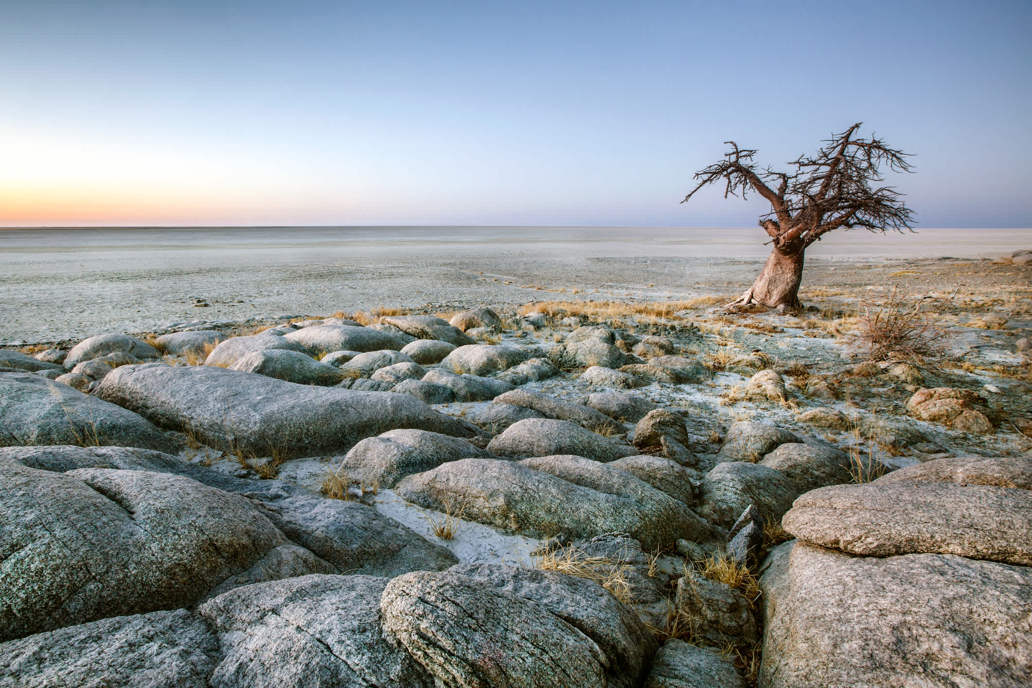 Einsamer Baobab-Baum im Makgadikgadi Pans National Park, Botswana.