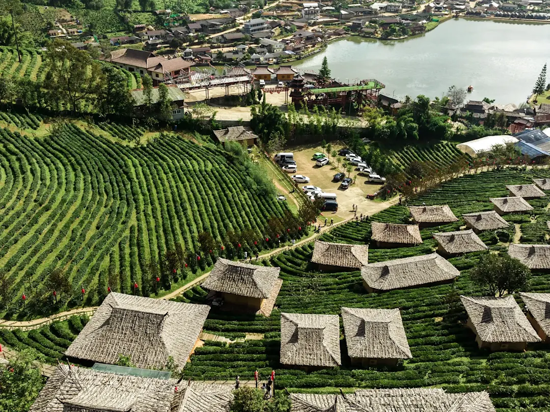 Luftaufnahme einer malerischen Teeplantage mit traditionellen Hütten und einem Dorf im Hintergrund. Mae Hong Son, Thailand, 
