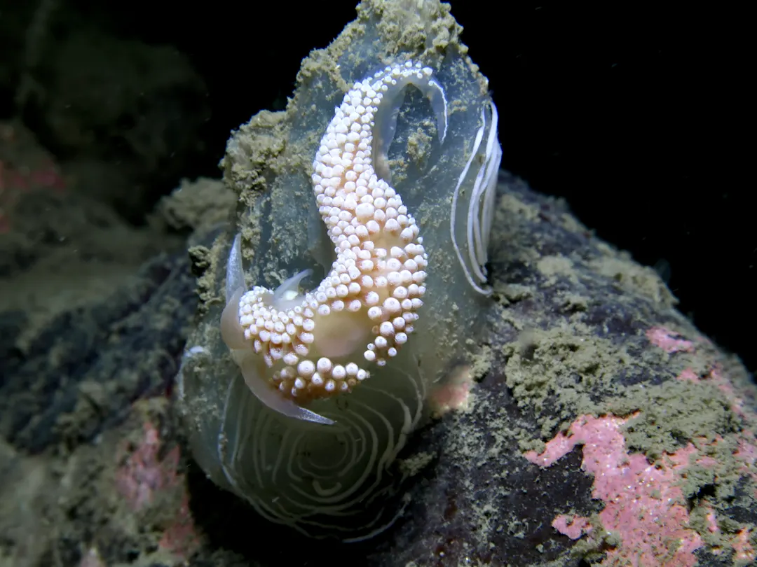 Unterwasserwelt Nacktschnecke im Fjordwasser