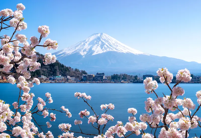 Kirschblüten umrahmen den Blick auf den Berg Fuji mit seiner schneebedeckten Spitze über einem ruhigen blauen See unter einem klaren Himmel. In der Ferne schmiegen sich Gebäude an den Fuß des Berges.